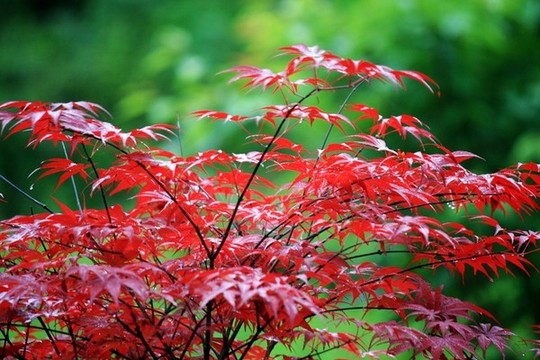 紅楓