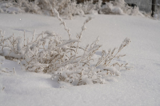 雪景