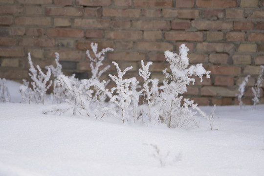 雪景