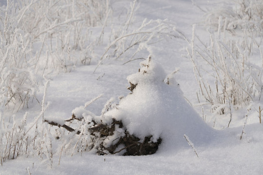 雪景