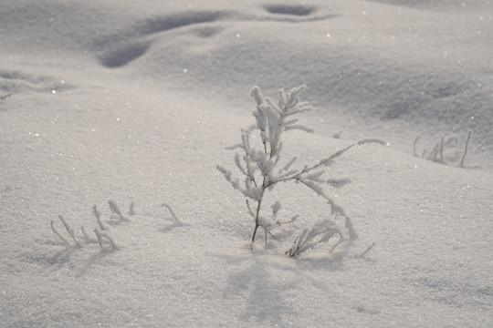雪景