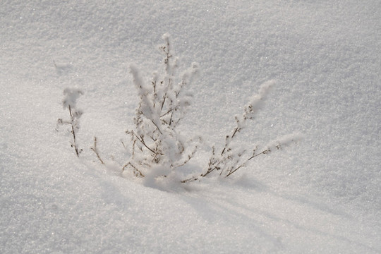 雪景
