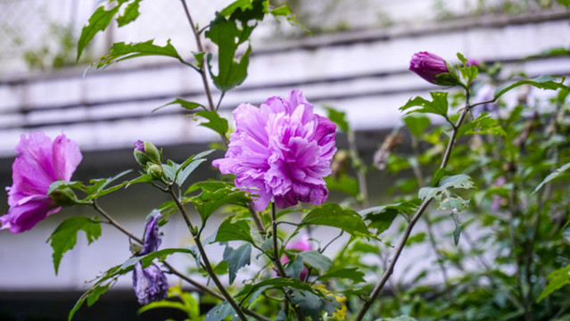 木槿