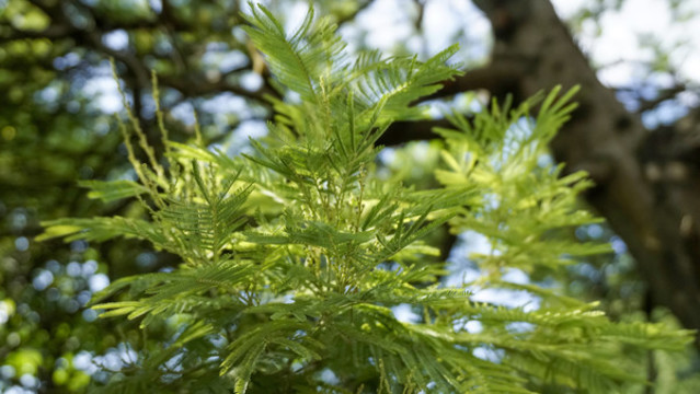銀荊