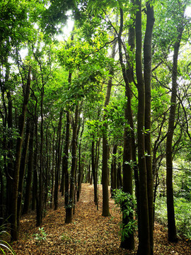 山上綠樹林