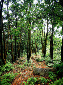 山上綠樹林