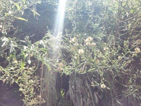 復(fù)古舊屋老院子鄉(xiāng)村墻根植物