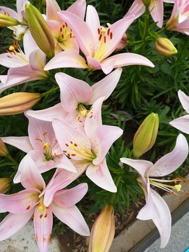 粉百合