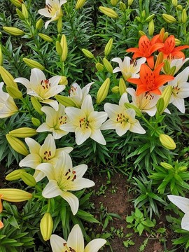 百合花叢