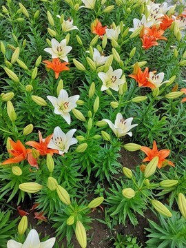 百合花叢