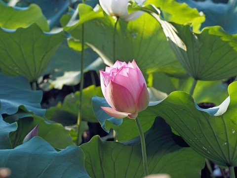 荷花光影