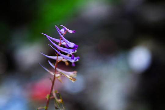 紫色花