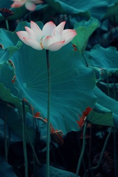 荷花