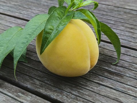 綠葉黃桃素材