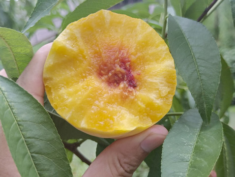 桃園吃黃桃