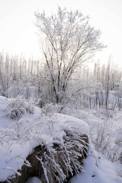 雪景