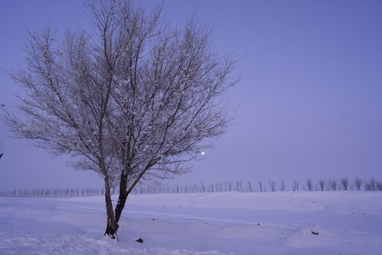 雪景