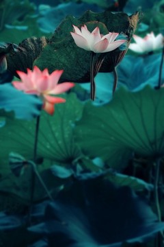 荷花