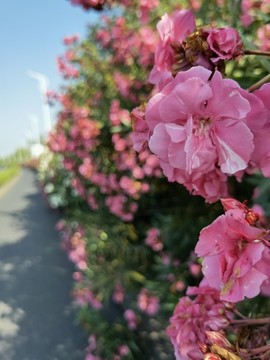 夏花絢爛