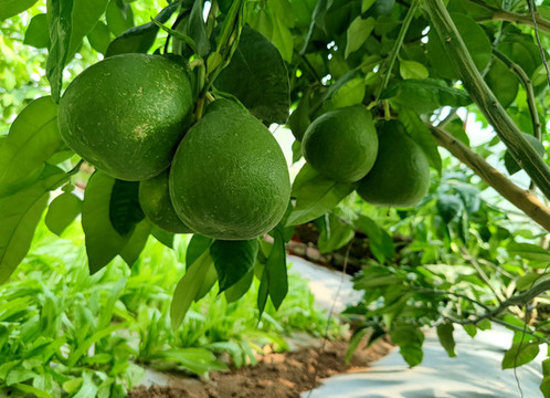 紅寶石蜜柚結(jié)果