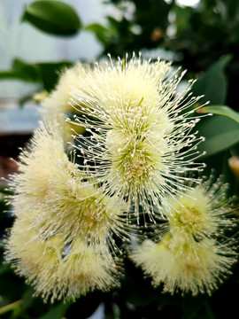 蓮霧花