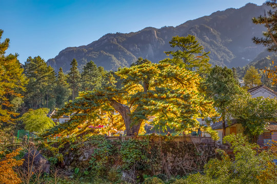 九華山鳳凰松