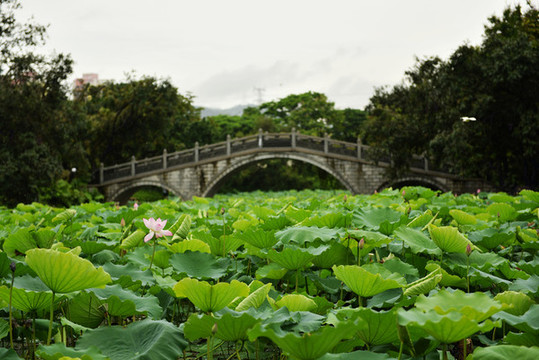 荷塘小橋