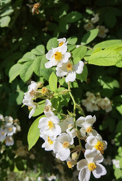 野薔薇