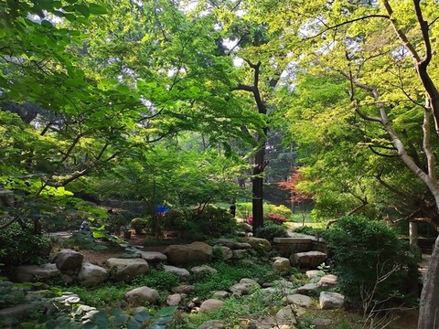 陽光樹林