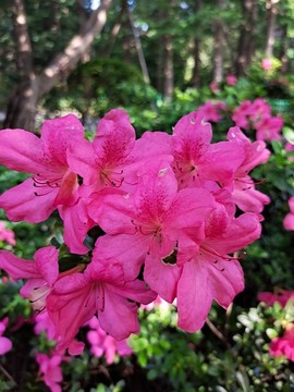 杜鵑花