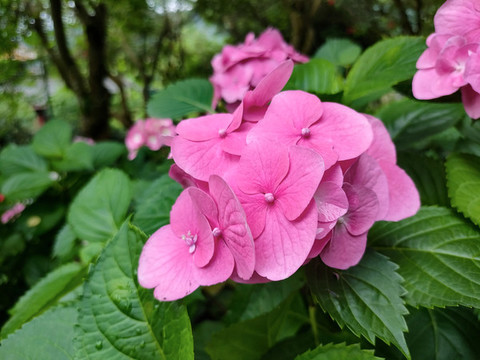 繡球花