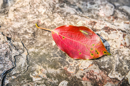 紅葉