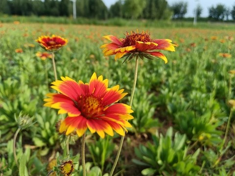 天人菊