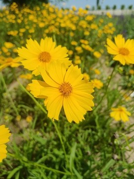 金雞菊