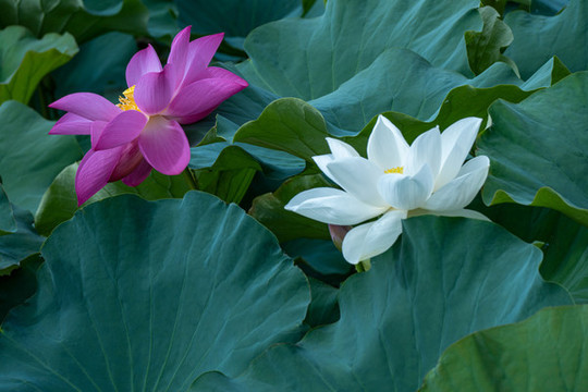 荷花