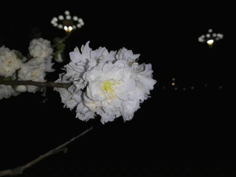 晚間梨花獨(dú)自燦爛