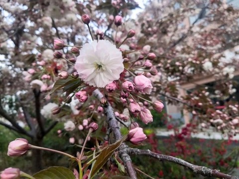 櫻花燦爛