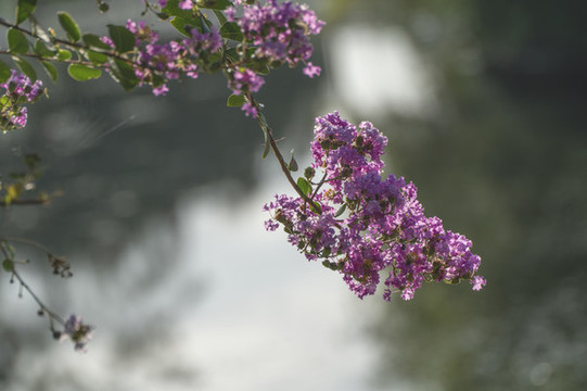 紫薇花開