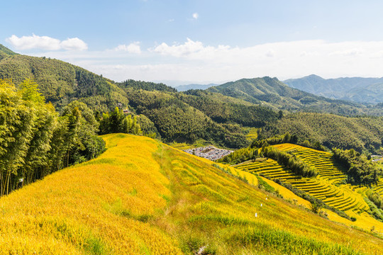 金黃稻田