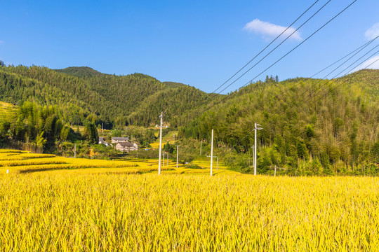 水稻田