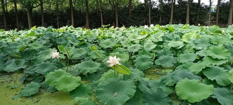 荷花