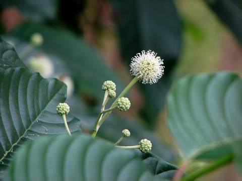 中國特有樹種喜樹的開花期