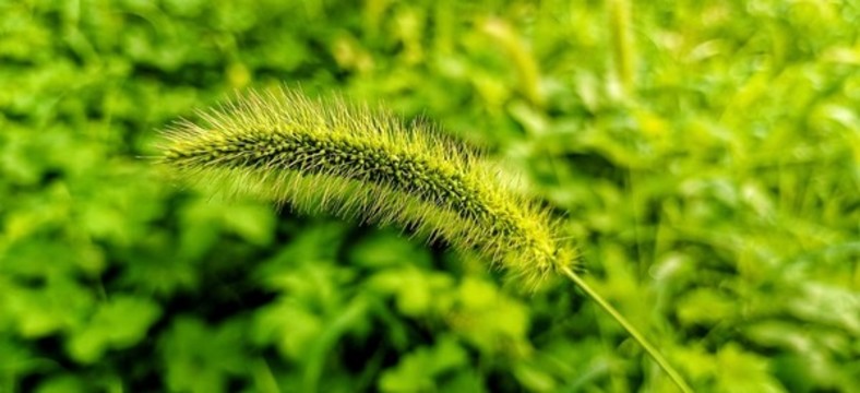 狗尾巴草