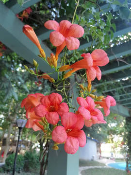 凌霄花