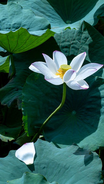荷花