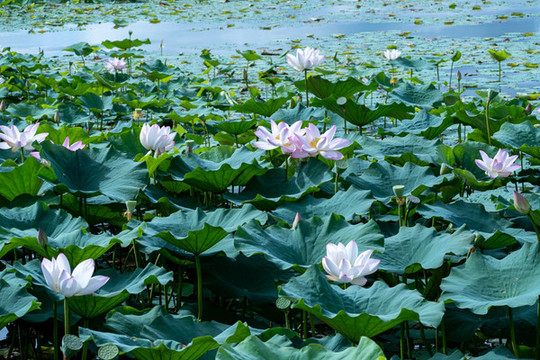 荷花