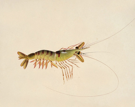 白蝦海洋生物素材