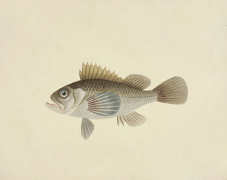 百花魚海洋生物素材