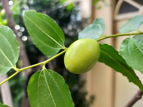 棗子