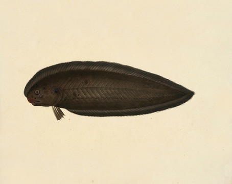 比目魚海洋生物素材